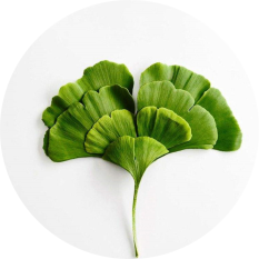 Ginkgo biloba leaf extract