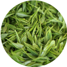 Green tea extract